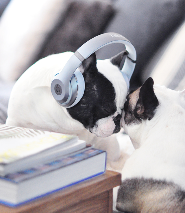 Trevor_Beats by Dre_headphones on a dog series-10