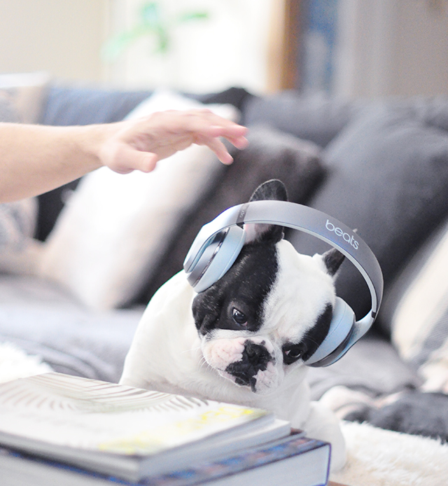 Trevor_Beats by Dre_headphones on a dog series-11