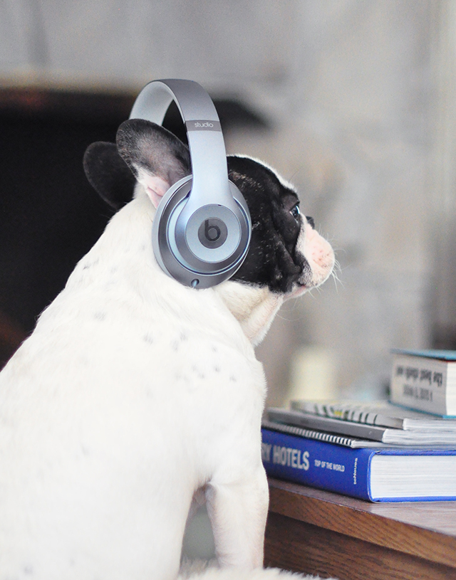 Trevor_Beats by Dre_headphones on a dog series-2