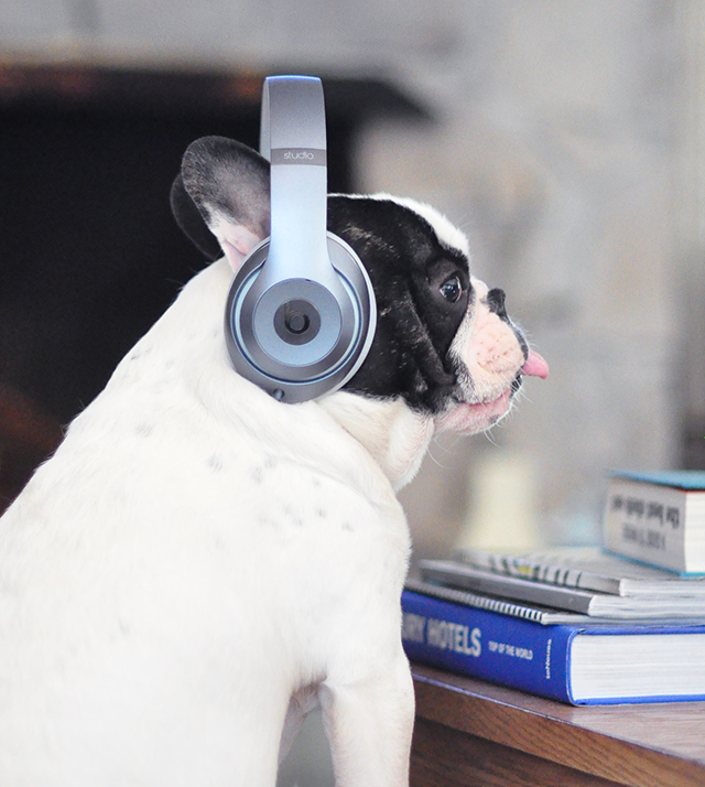 Trevor_Beats by Dre_headphones on a dog series-3