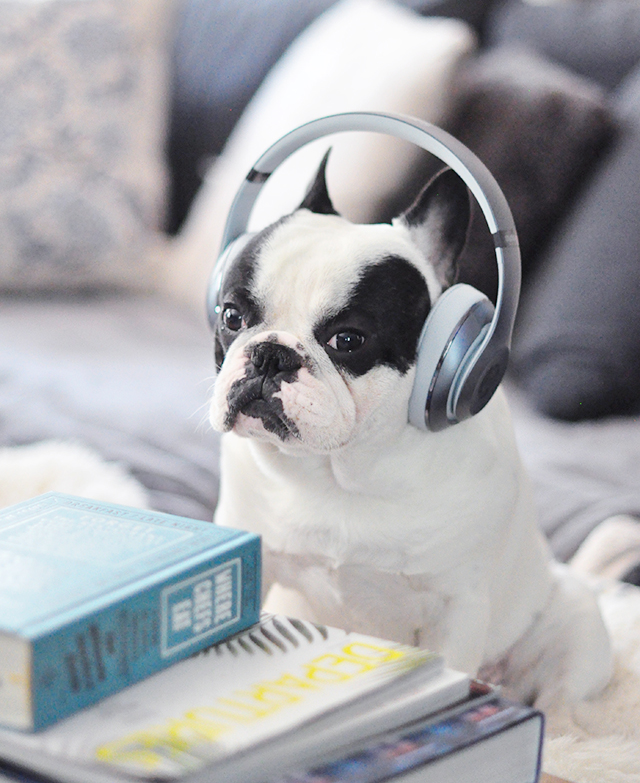 Trevor_Beats by Dre_headphones on a dog series-4