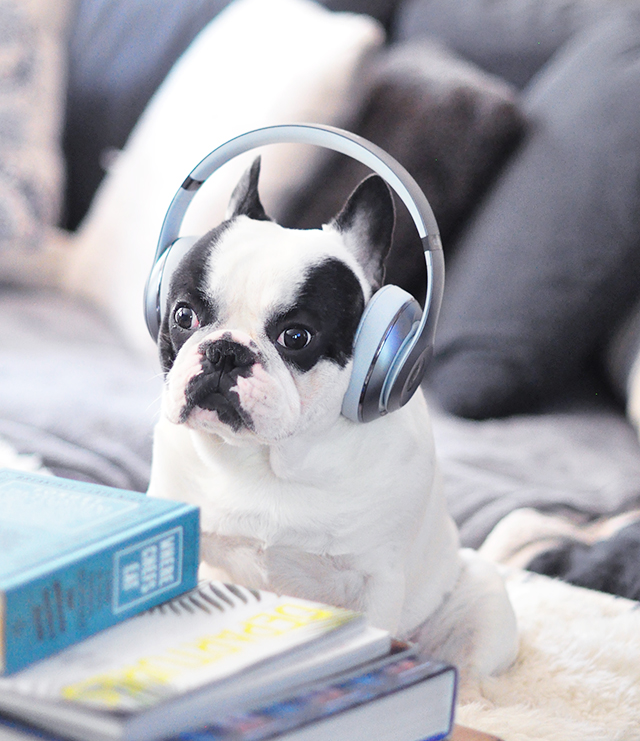 Trevor_Beats by Dre_headphones on a dog series-6