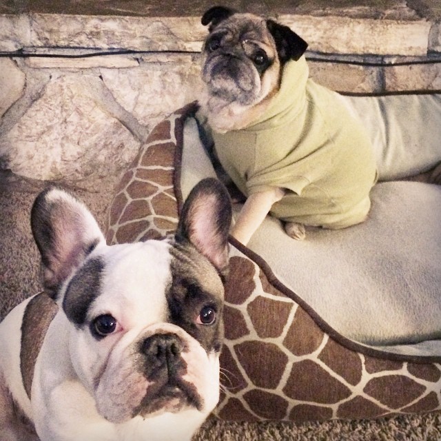 a french bulldog and a pug