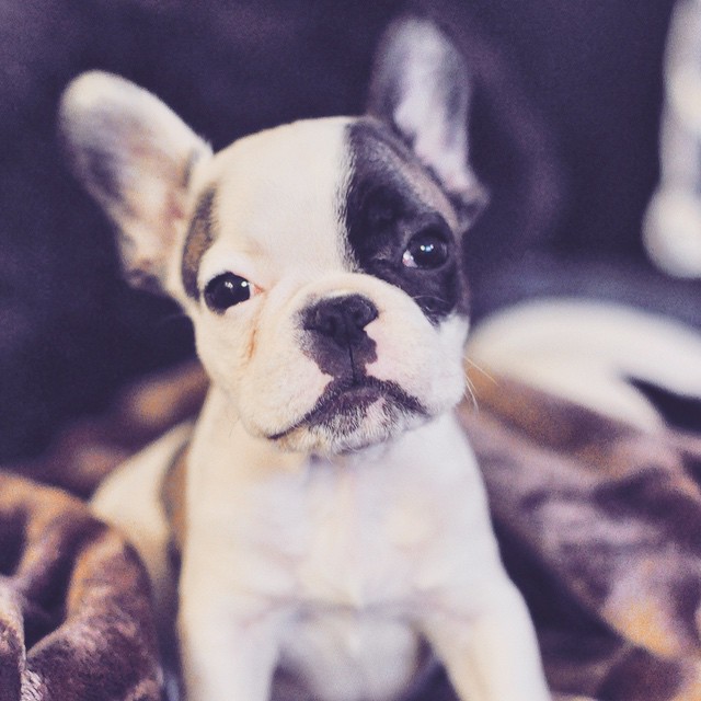 baby french bulldog puppy