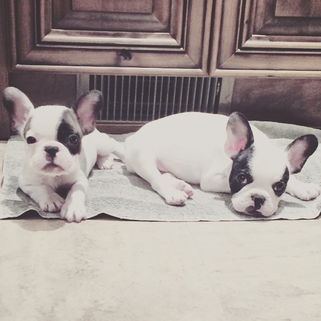 baby frenchies