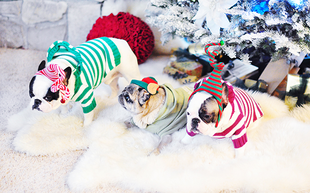 bah humbug  christmas dogs