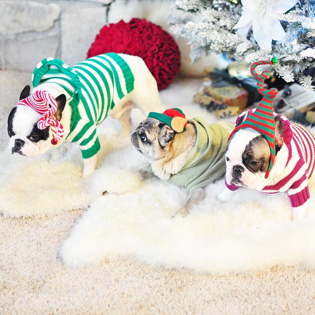 bah humbug christmas dogs