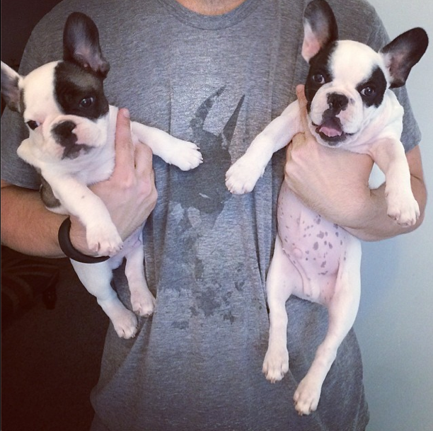 batman puppies