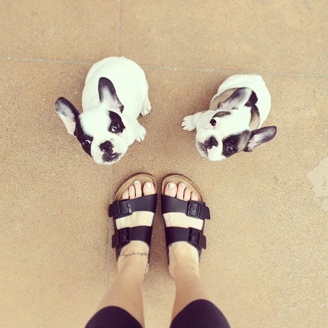 birkenstocks and puppies