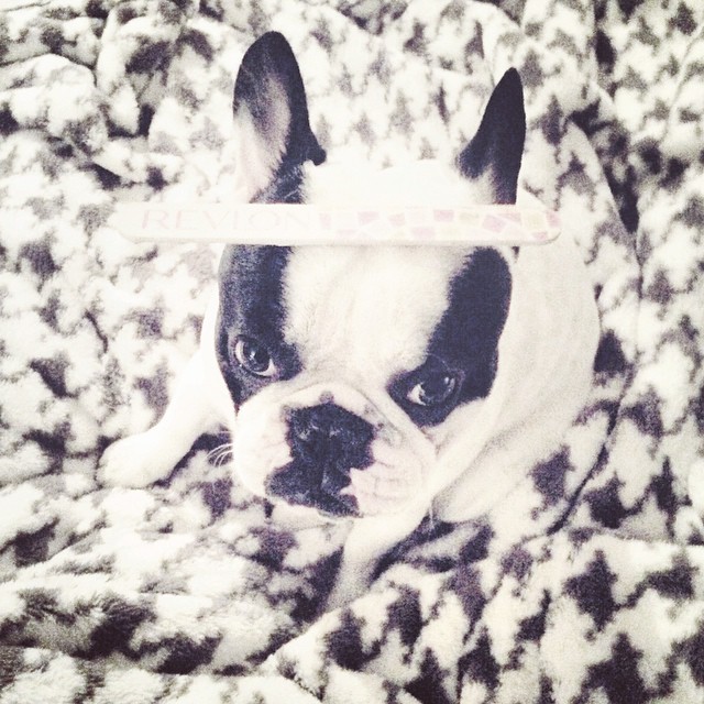 black and white frenchie