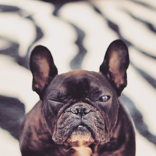 black french bulldog