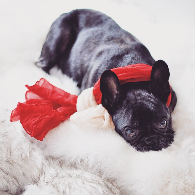 black french bulldog