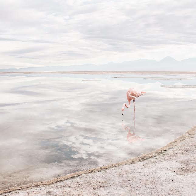 water sky reflection flamingo