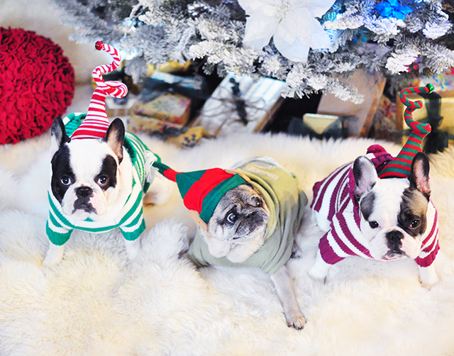 christmas-dogs-frenchies-and-a-pug