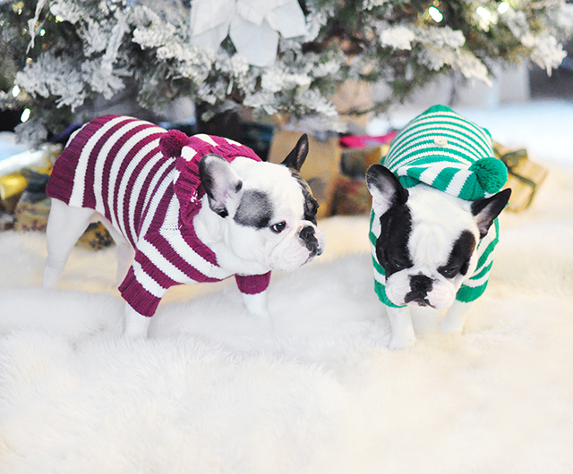 christmas dogs in holiday sweaters