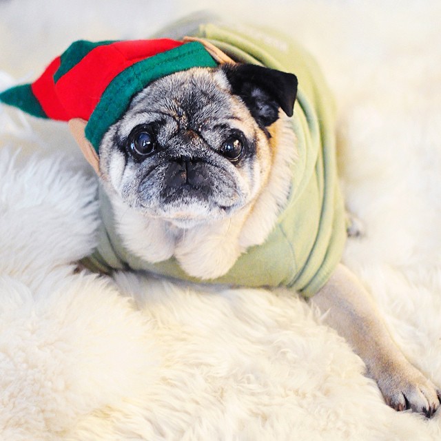 christmas pug