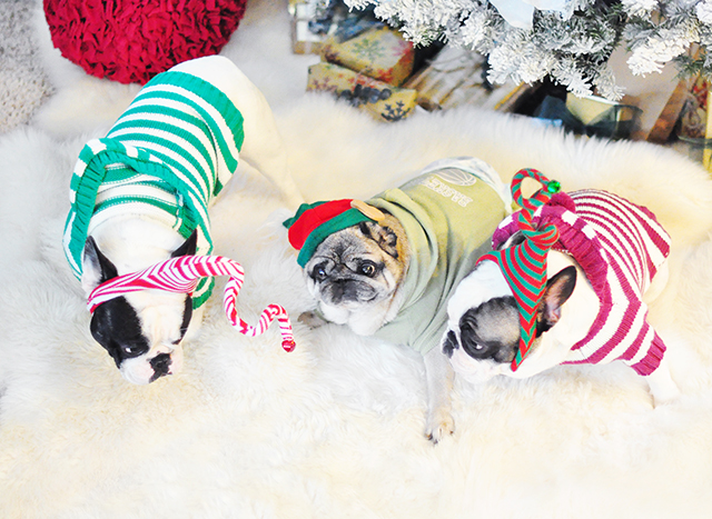 christmas sweater dogs