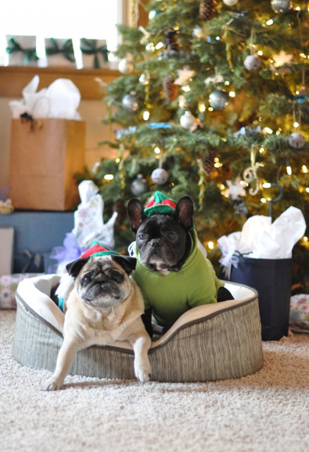 christms frenchie and pug elves