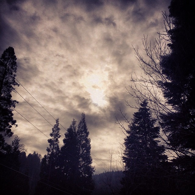 cloudy sky and trees