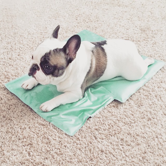 cooling mats for dogs