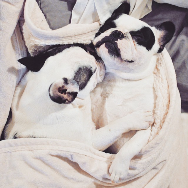 cuddling french bulldogs