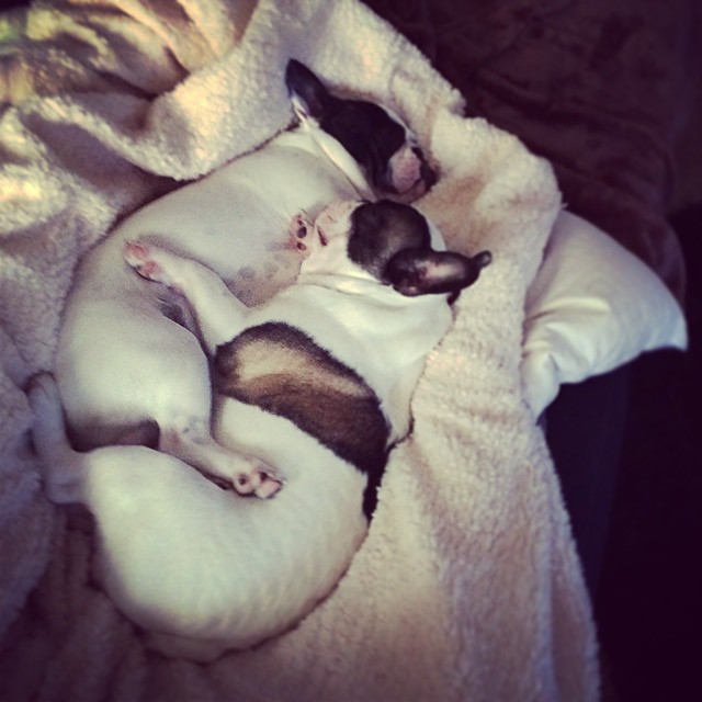 cuddling frenchies