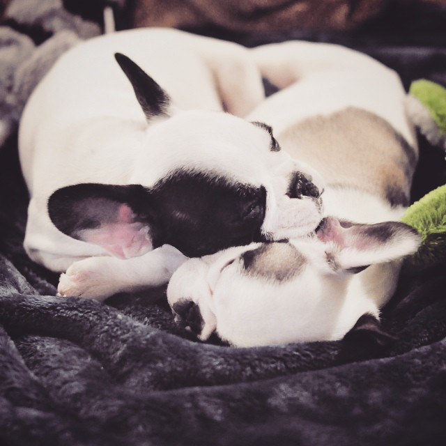 cuddling sleepy frenchie puppies