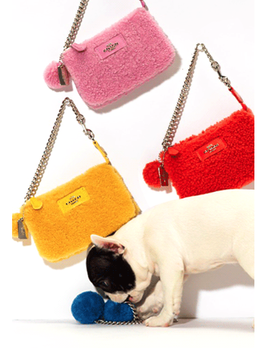 cute frenchie pup_coach bags