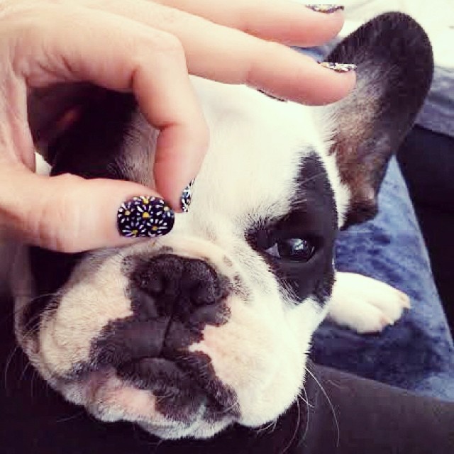 daisy nails on frenchie face