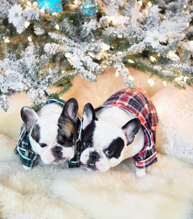 dogs-in-flannel-pajamas_french-bulldogs_christmas-tree