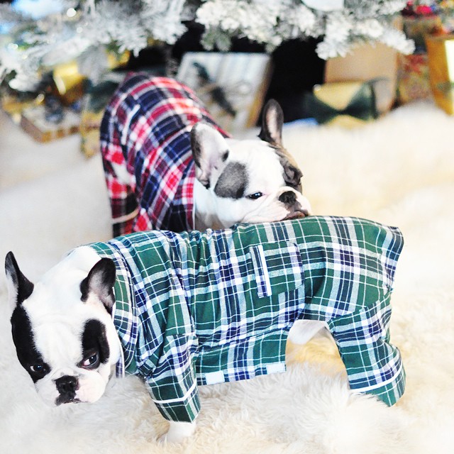 dogs in pajamas-french bulldogs