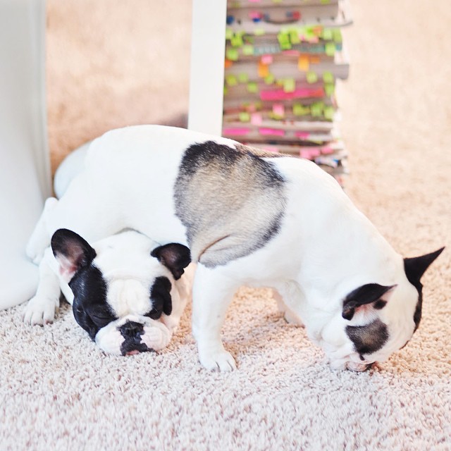 dogs sitting on top of each other