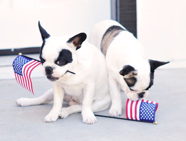 dogs with us flags