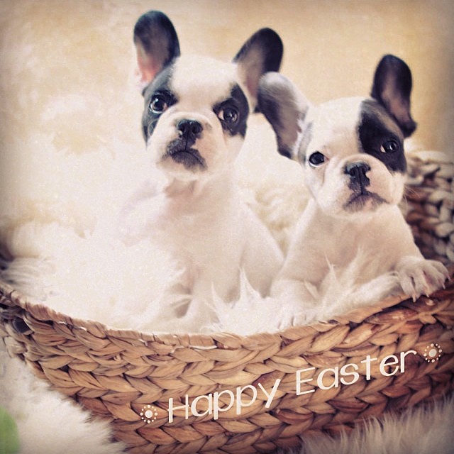 easter puppies in a basket