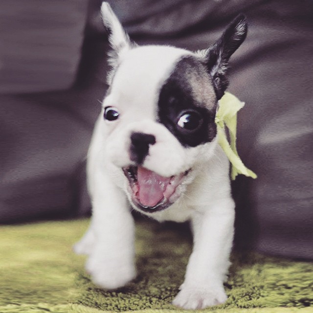 excited frenchie puppy