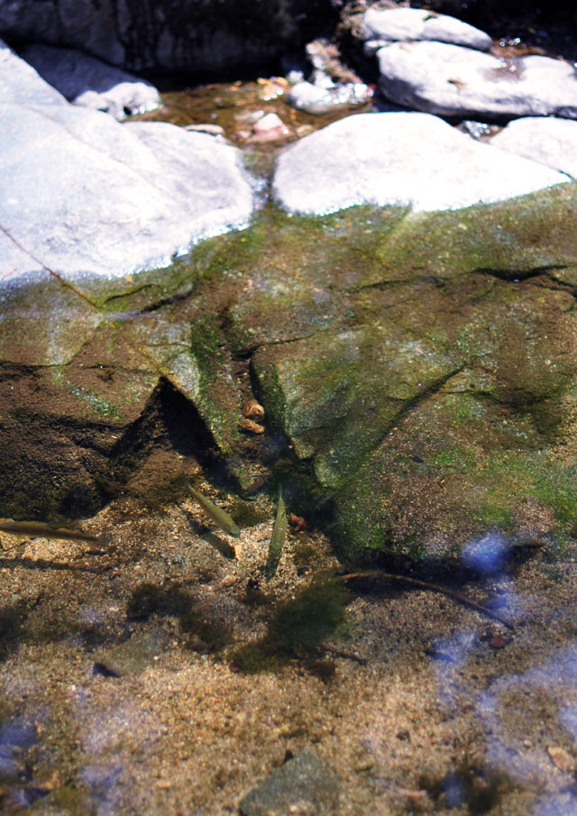 fish in the pond - Heart Rock Trail