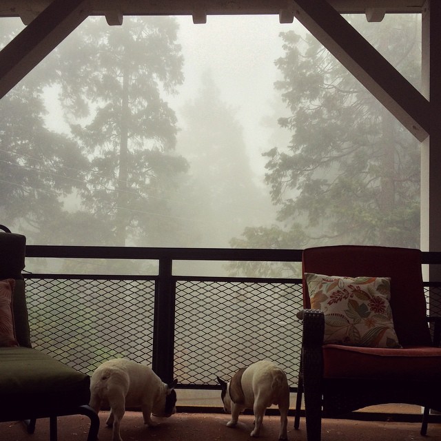 fog through the trees off the deck