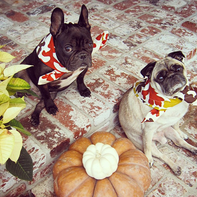 french bulldog and pug festive for fall