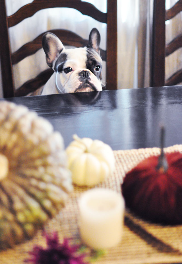 french bulldog at the dinner table