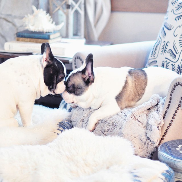 french bulldog brother kisses