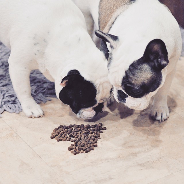 french bulldog brothers heart dog food