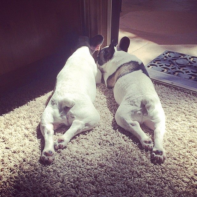 french bulldog brothers-puppies