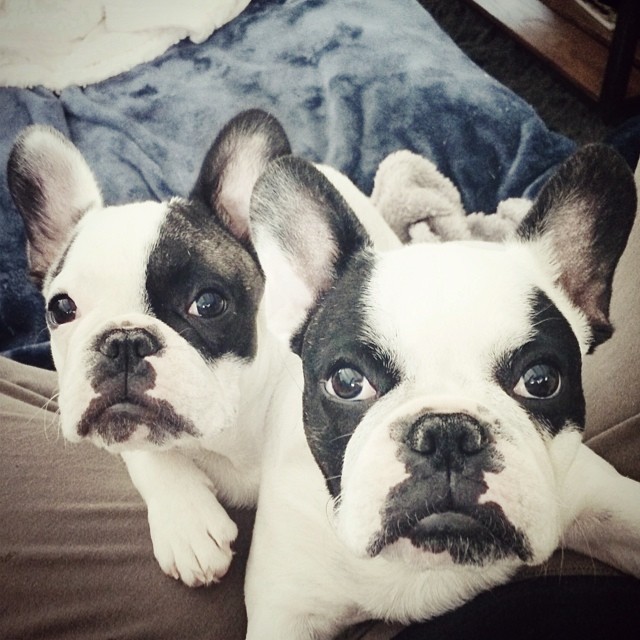 french bulldog brothers