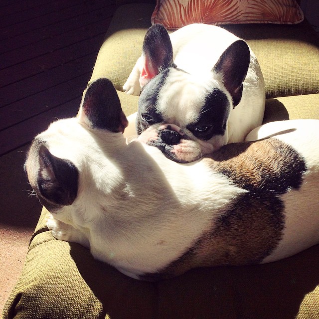 french bulldog brothers