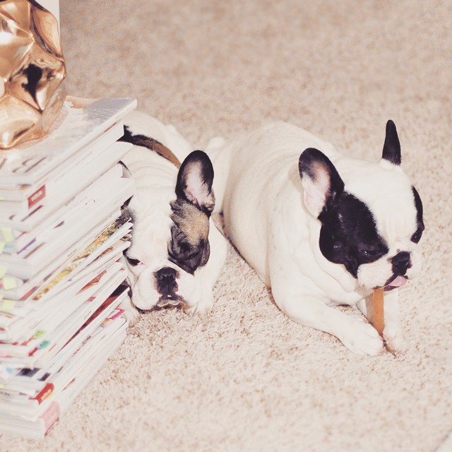 french bulldog brothers