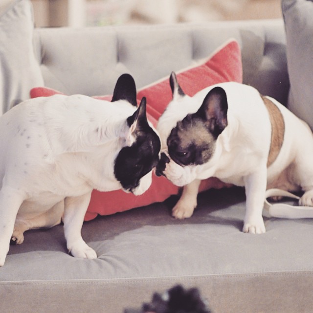 french bulldog brothers