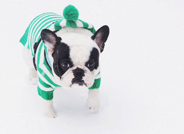 french bulldog in the snow-striped sweater