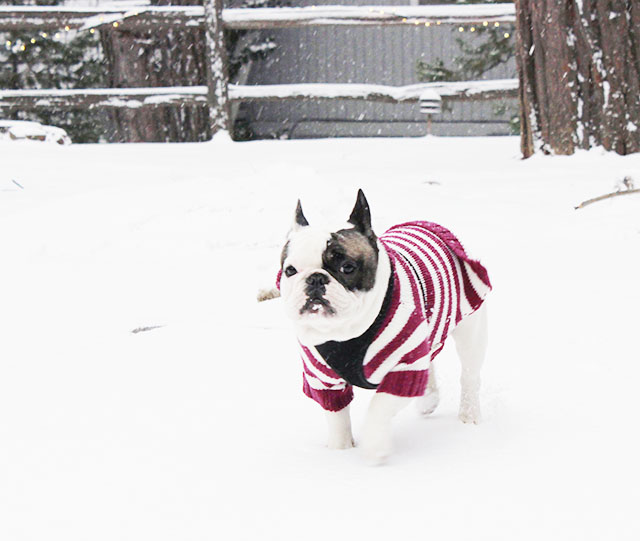 french bulldog in the snow