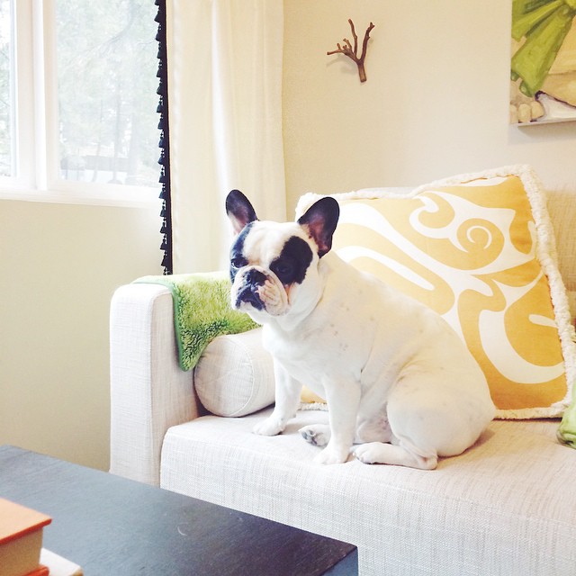 french bulldog matches room