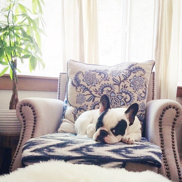french bulldog on the chair